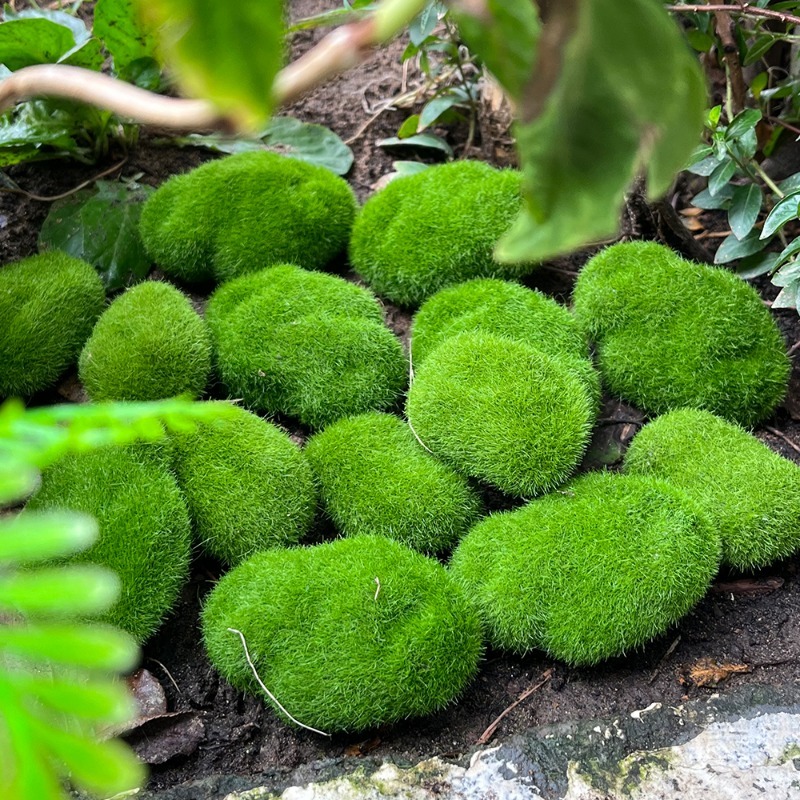 5/30pcs Simulation Moss Stone  - Terrarium Moss Art のレビューと価格