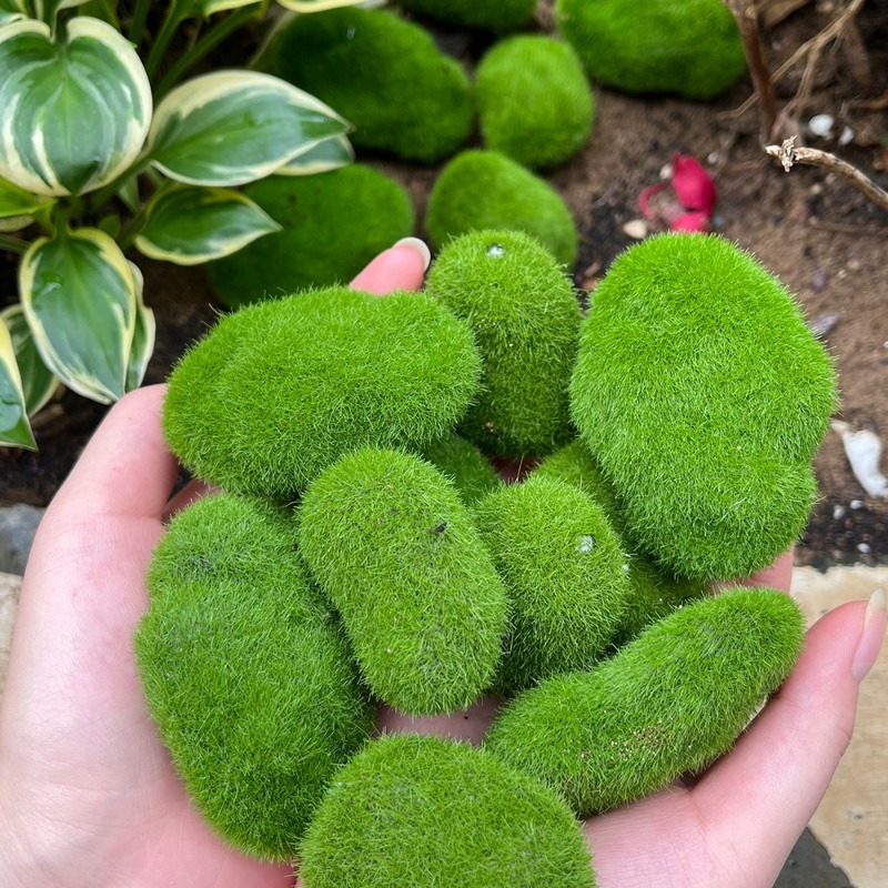 5/30pcs Simulation Moss Stone  - Terrarium Moss Art のレビューと価格