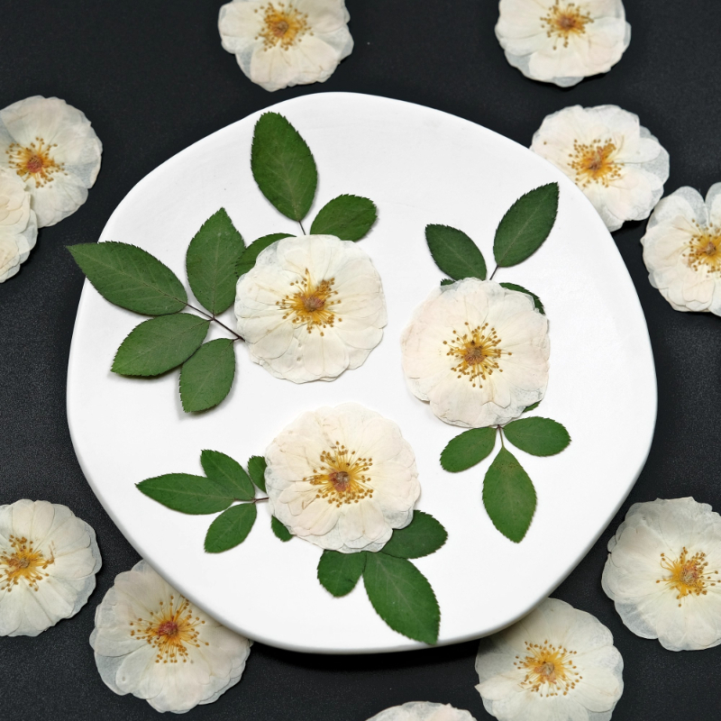 6pcs,9pcs,Nature White Rose Pr - Resin Craft Ideas のレビューと価格
