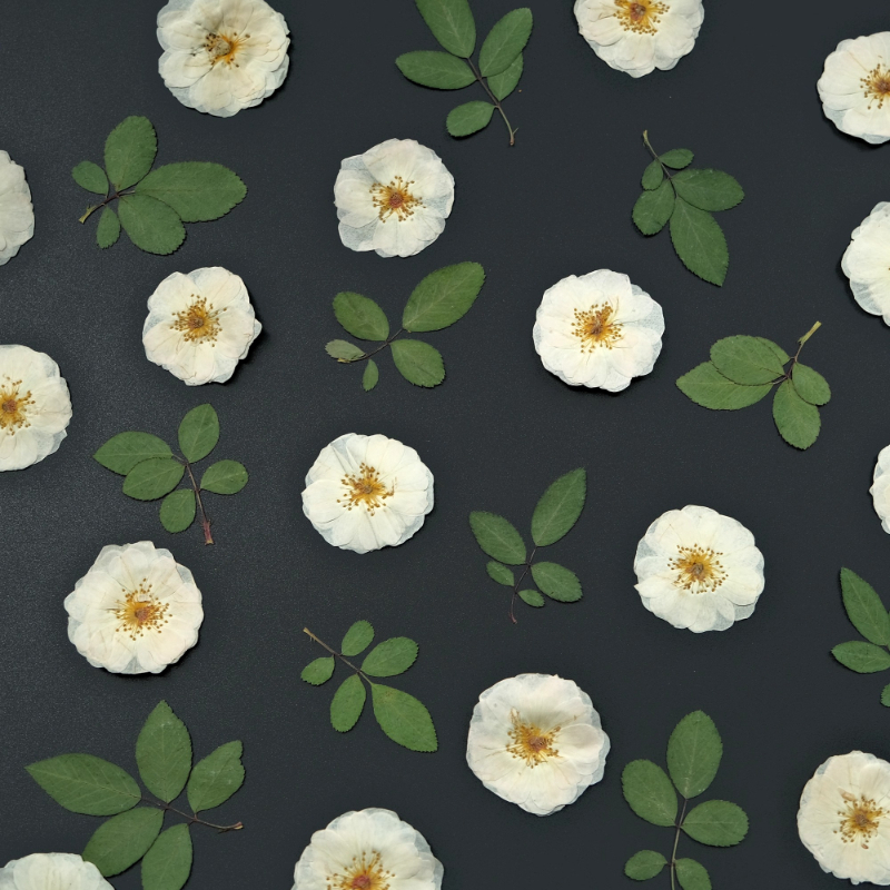 6pcs,9pcs,Nature White Rose Pr - Resin Craft Ideas のレビューと価格