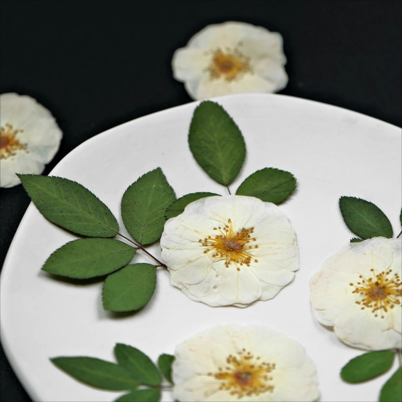 6pcs,9pcs,Nature White Rose Pr - Resin Craft Ideas のレビューと価格