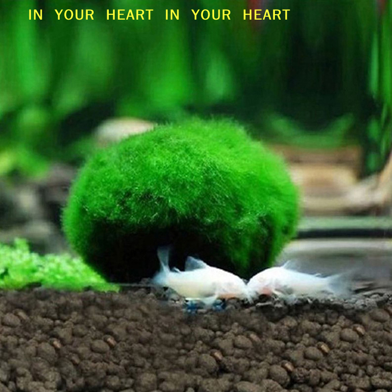 【X】3-4cm Marimo Moss Balls Liv - Terrarium Moss Art のレビューと価格
