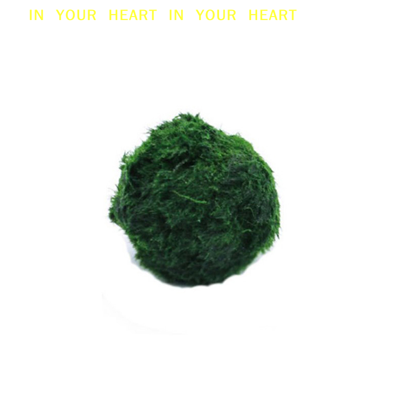 【X】3-4cm Marimo Moss Balls Liv - Terrarium Moss Art のレビューと価格