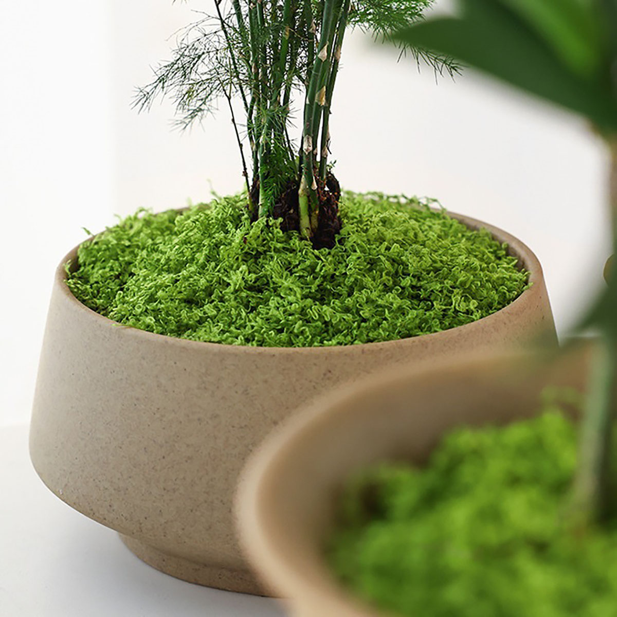 about 20g Artificial Green Pla - Terrarium Moss Art のレビューと価格
