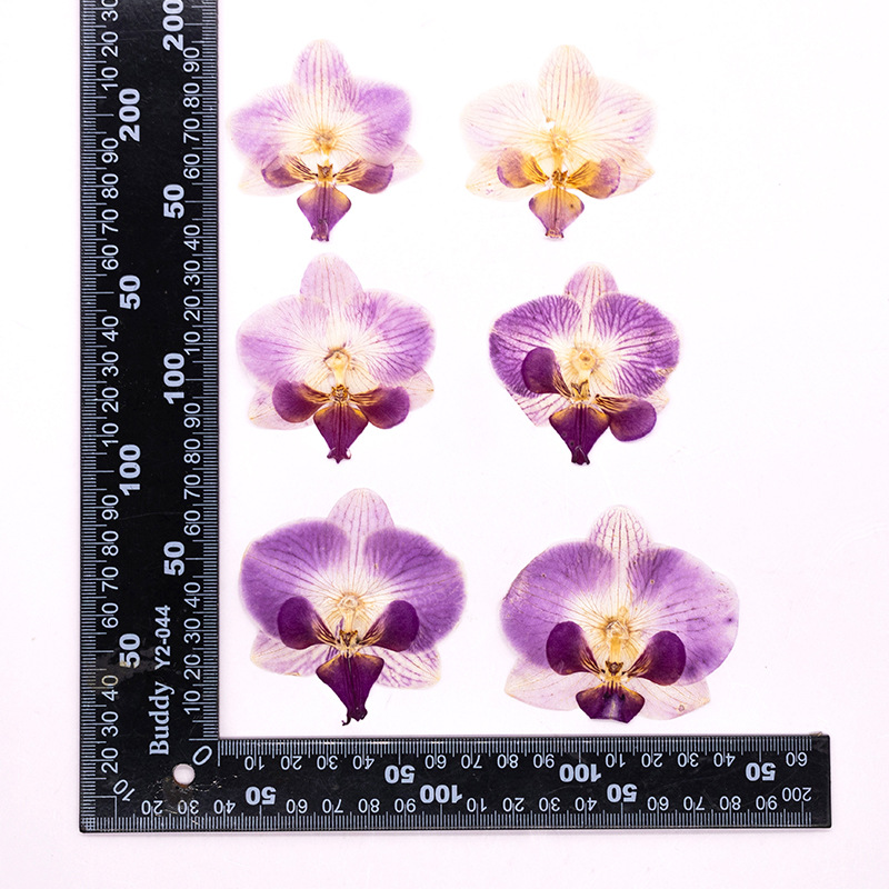 4 Pcs Pressed Dried Phalaenops - Dried Flower Bulk のレビューと価格