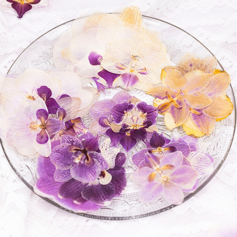 4 Pcs Pressed Dried Phalaenops - Dried Flower Bulk のレビューと価格