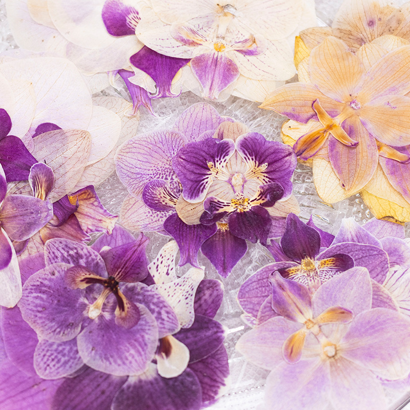 4 Pcs Pressed Dried Phalaenops - Dried Flower Bulk のレビューと価格