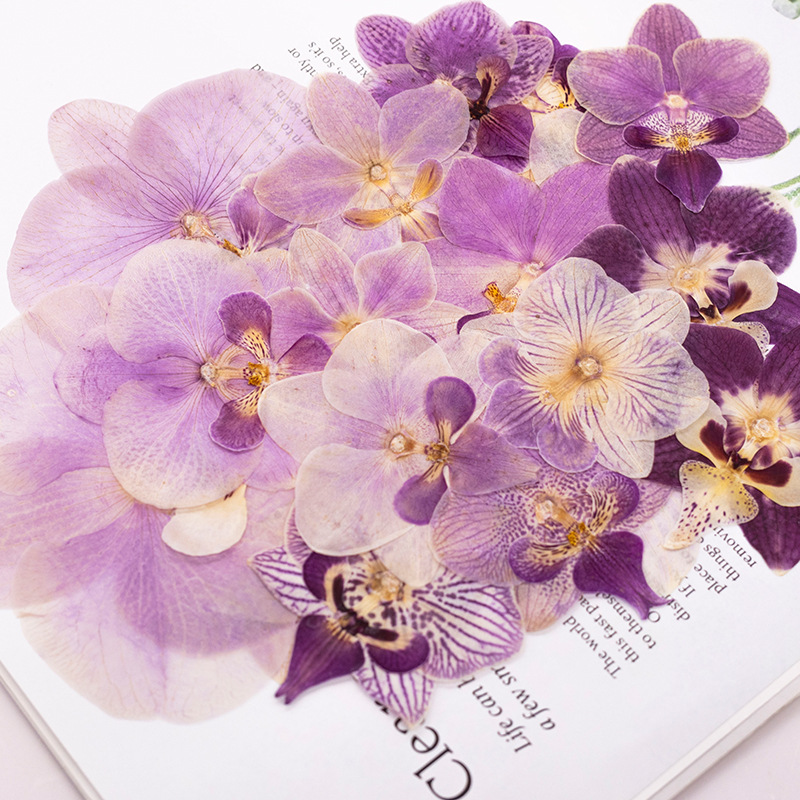 4 Pcs Pressed Dried Phalaenops - Dried Flower Bulk のレビューと価格
